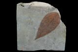 Fossil Hackberry (Celtis) Leaf - Montana #102276-1